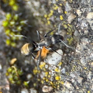 Camponotus aeneopilosus at Russell, ACT - 26 Sep 2024 01:22 PM