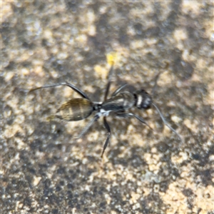 Camponotus aeneopilosus at Russell, ACT - 26 Sep 2024