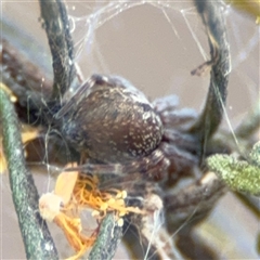 Badumna sp. (genus) (Lattice-web spider) at Russell, ACT - 26 Sep 2024 by Hejor1