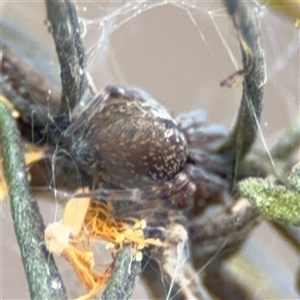 Badumna sp. (genus) at Russell, ACT - 26 Sep 2024