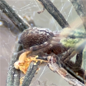 Badumna sp. (genus) at Russell, ACT - 26 Sep 2024