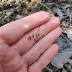 Corunastylis sp. (A Midge Orchid) at Jerrabomberra, NSW - 28 Sep 2024 by Bubbles