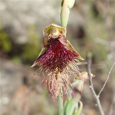 Calochilus platychilus (Purple Beard Orchid) at Cowra, NSW - 27 Sep 2024 by RobG1