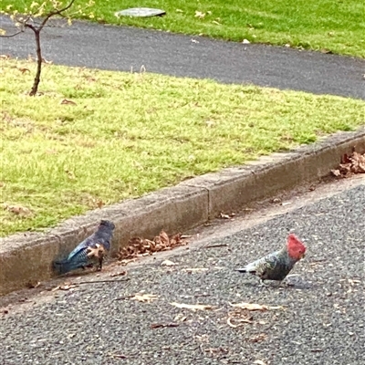 Callocephalon fimbriatum (Gang-gang Cockatoo) at Yarralumla, ACT - 27 Sep 2024 by davidbrianfricker