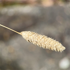 Phalaris aquatica (Phalaris, Australian Canary Grass) at Russell, ACT - 26 Sep 2024 by Hejor1