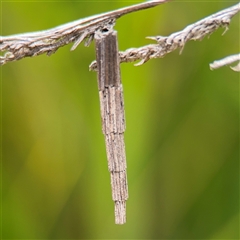 Lepidoscia arctiella (Tower Case Moth) at Russell, ACT - 26 Sep 2024 by Hejor1