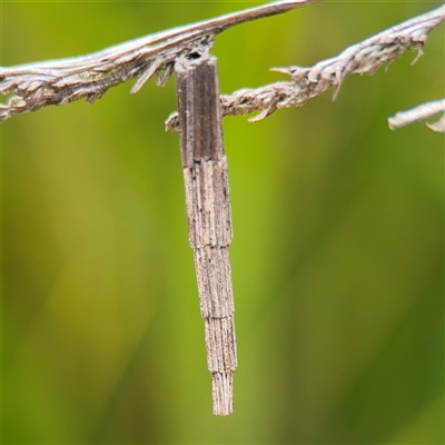 Lepidoscia arctiella (Tower Case Moth) at Russell, ACT - 26 Sep 2024 by Hejor1