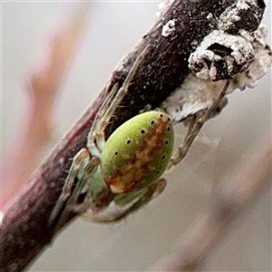 Araneus talipedatus at Russell, ACT - 26 Sep 2024 01:13 PM