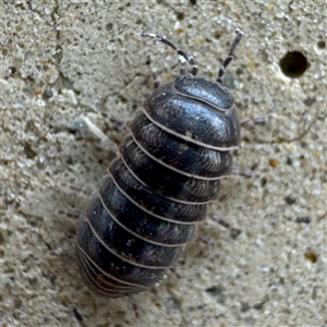 Armadillidium vulgare at Parkes, ACT - 26 Sep 2024 09:20 AM