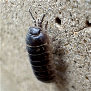 Armadillidium vulgare at Parkes, ACT - 26 Sep 2024 09:20 AM