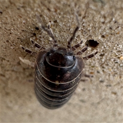 Armadillidium vulgare at Parkes, ACT - 26 Sep 2024 09:20 AM