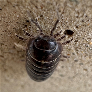 Armadillidium vulgare at Parkes, ACT - 26 Sep 2024 09:20 AM