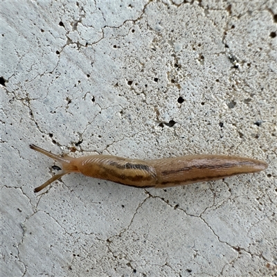 Ambigolimax sp. (valentius and waterstoni) (Striped Field Slug) at Russell, ACT - 26 Sep 2024 by Hejor1