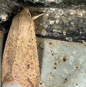 Mythimna (Pseudaletia) convecta at Russell, ACT - 25 Sep 2024