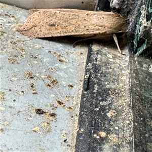 Mythimna (Pseudaletia) convecta at Russell, ACT - 25 Sep 2024