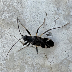 Dieuches sp. (genus) at Russell, ACT - 24 Sep 2024 01:14 PM