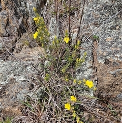 Hibbertia calycina at Googong, NSW - 29 Sep 2024 11:27 AM