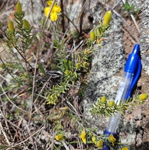 Hibbertia calycina at Googong, NSW - 29 Sep 2024