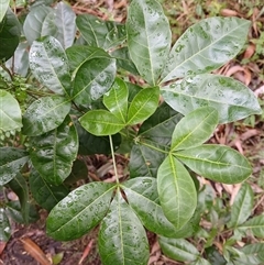 Melicope micrococca (Hairy-leaved Doughwood, White Euodia) at Flinders, NSW - 29 Sep 2024 by plants