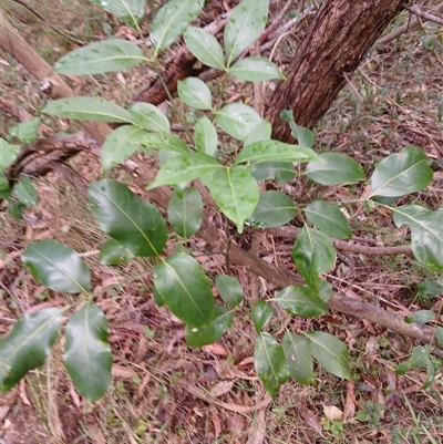 Polyscias elegans (Celery Wood) at Flinders, NSW - 29 Sep 2024 by plants