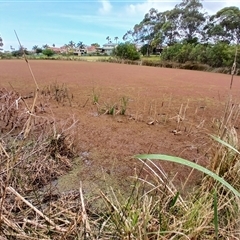 Azolla pinnata (Ferny Azolla) at Shellharbour, NSW - 29 Sep 2024 by plants