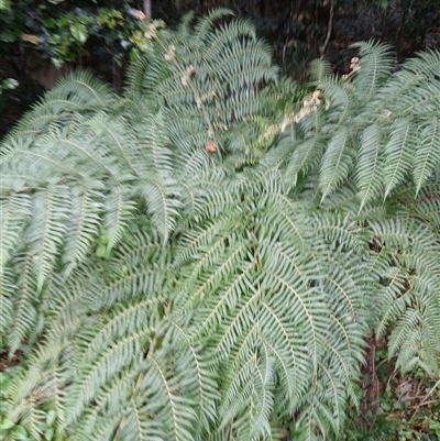 Cyathea australis subsp. australis (Rough Tree Fern) at Shellharbour, NSW - 29 Sep 2024 by plants