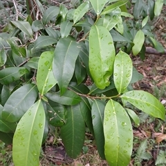 Planchonella australis (Black Apple) at Flinders, NSW - 29 Sep 2024 by plants