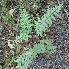 Pellaea viridis (Green Cliff Brake) at Flinders, NSW - 29 Sep 2024 by plants