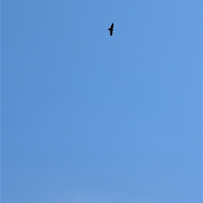 Aquila audax (Wedge-tailed Eagle) at Fyshwick, ACT - 29 Sep 2024 by mroseby