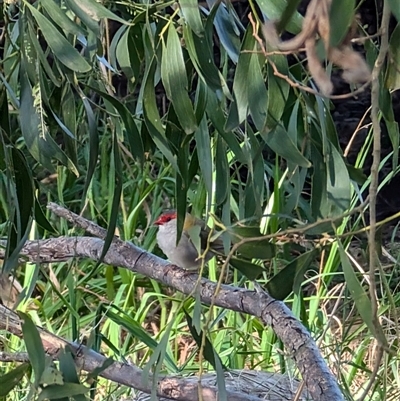 Neochmia temporalis (Red-browed Finch) at Fyshwick, ACT - 29 Sep 2024 by mroseby