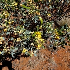 Unverified Other Shrub at Anatye, NT - 22 Aug 2024 by Paul4K