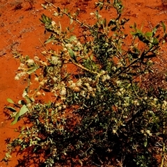 Unverified Wattle at Anatye, NT - 22 Aug 2024 by Paul4K