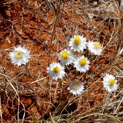 Rhodanthe floribunda (Common White Sunray) at Anatye, NT - 22 Aug 2024 by Paul4K