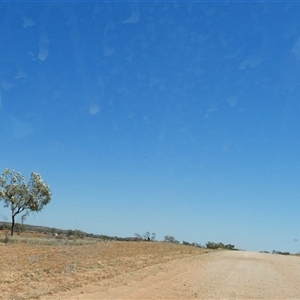 Corymbia (genus) at Anatye, NT - 22 Aug 2024 12:59 PM