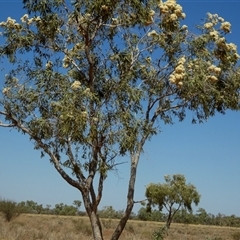 Corymbia (genus) at Anatye, NT - 22 Aug 2024 12:59 PM