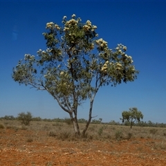 Corymbia (genus) at Anatye, NT - 22 Aug 2024 12:59 PM
