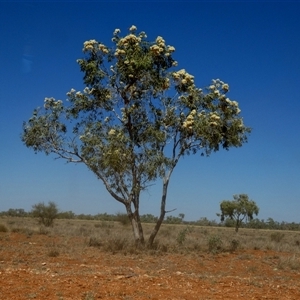 Corymbia (genus) at Anatye, NT - 22 Aug 2024 12:59 PM