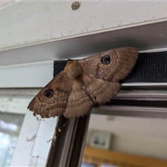 Dasypodia selenophora (Southern old lady moth) at Hackett, ACT - 29 Sep 2024 by WalterEgo