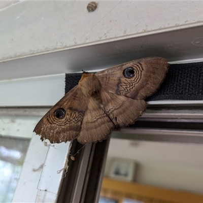 Dasypodia selenophora (Southern old lady moth) at Hackett, ACT - 29 Sep 2024 by WalterEgo