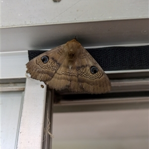 Dasypodia selenophora at Hackett, ACT - 29 Sep 2024