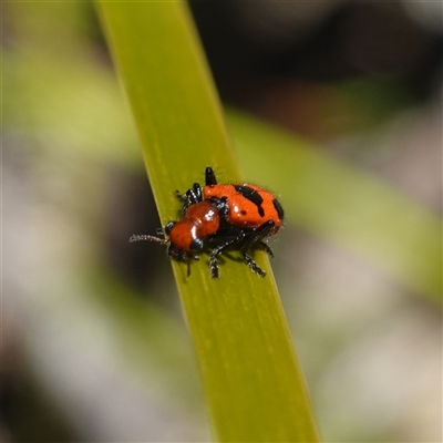 Lemidia sp. (genus) (Clerid beetle) by RobG1