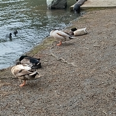 Anas platyrhynchos (Mallard (Domestic Type)) at Belconnen, ACT - 29 Sep 2024 by rbannister