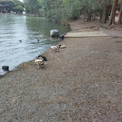 Anas platyrhynchos at Belconnen, ACT - 29 Sep 2024