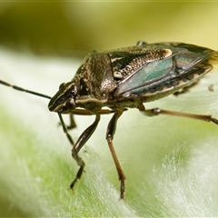 Pentatomidae (family) at Downer, ACT - 29 Sep 2024 by RobertD