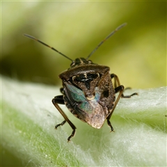 Cermatulus nasalis at Downer, ACT - 29 Sep 2024 11:51 AM