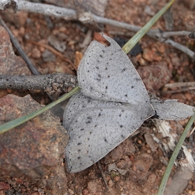 Taxeotis reserata (A Geometer moth) at Hall, ACT - 29 Sep 2024 by Anna123