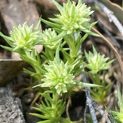 Scleranthus diander (Many-flowered Knawel) at Campbell, ACT - 29 Sep 2024 by SilkeSma