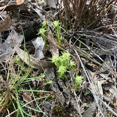 Scleranthus diander at Campbell, ACT - 29 Sep 2024 11:05 AM