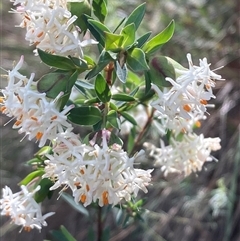 Pimelea linifolia subsp. linifolia (Queen of the Bush, Slender Rice-flower) at Ainslie, ACT - 29 Sep 2024 by SilkeSma