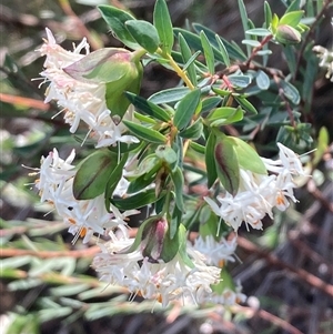 Pimelea linifolia subsp. linifolia at Ainslie, ACT - 29 Sep 2024